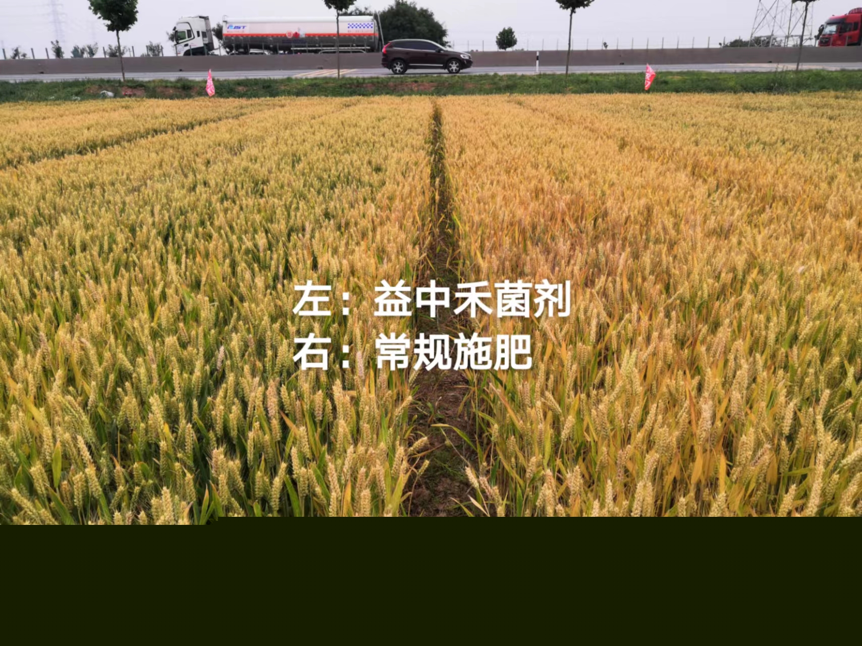 小麥施用菌益根效果-長勢.